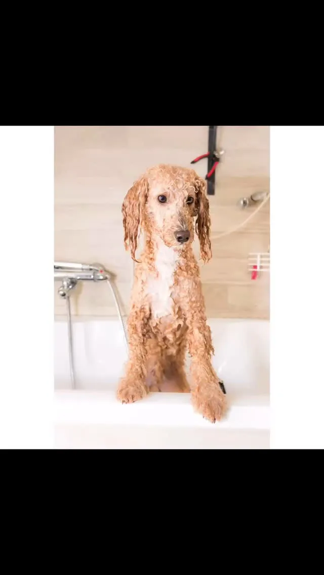 🛁 ペットシャンプーのメリット