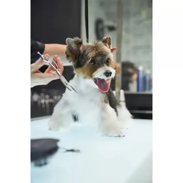 🐾出張trimming🐶🐾