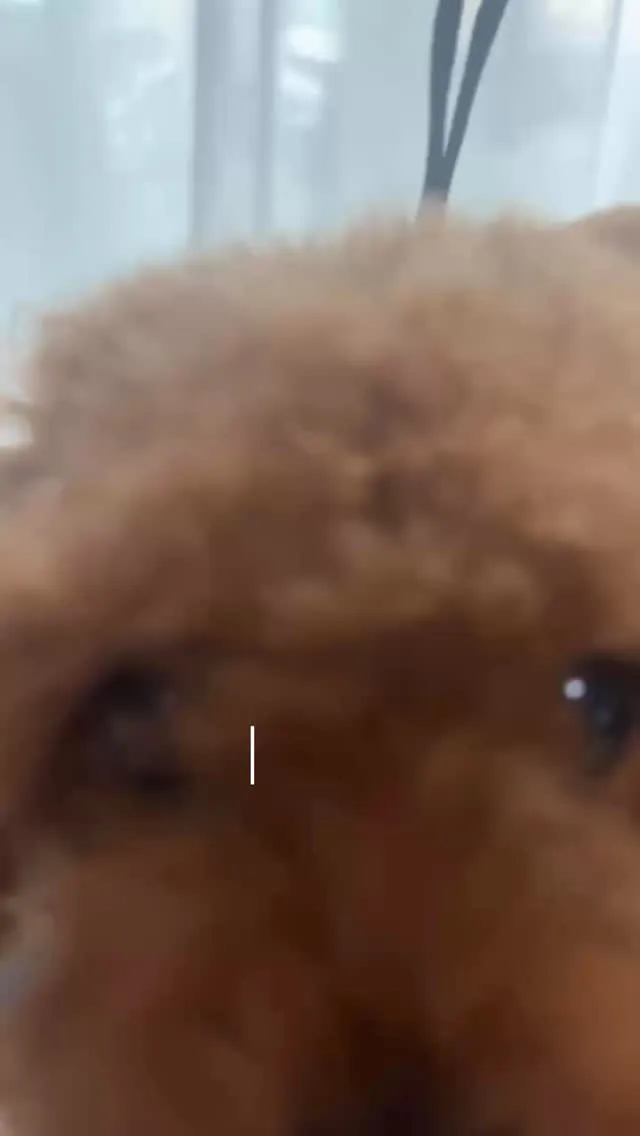 🐾出張トリミング🐾