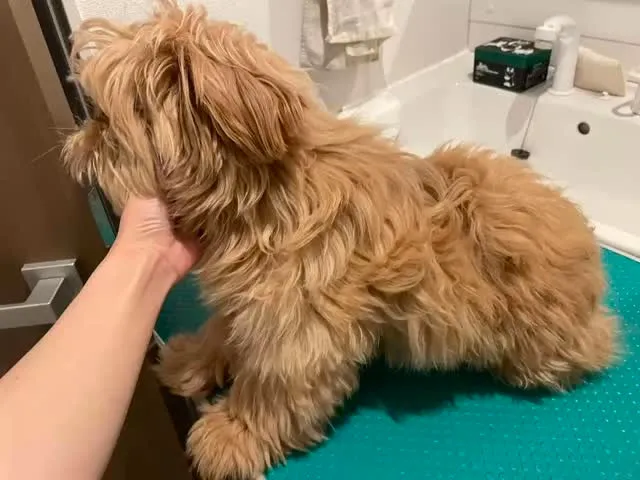 🐾トリミングコース🐾