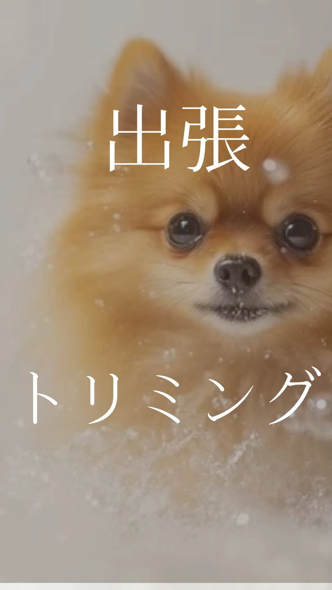 🐾出張トリミング🐾